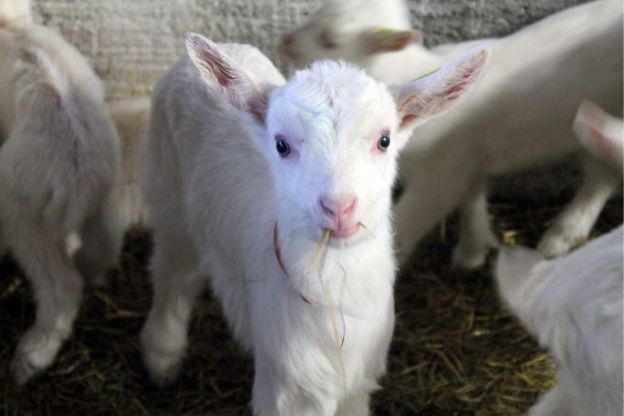 Chèvre de la Chèvrerie Villard Reculas